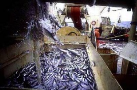 Dezinfekcijos programa žuvies perdirbimo įmonėse