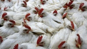 Sanosil dezinfekcijos programa paukščių ar kiaulių gripo profilaktikai