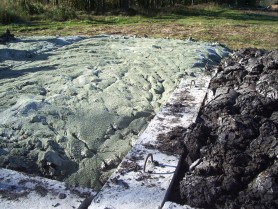 Sewage sludge management recommendations using a sorbent ZeoVit