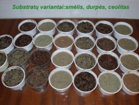 ZeoVit tests to grass growing in various substrates